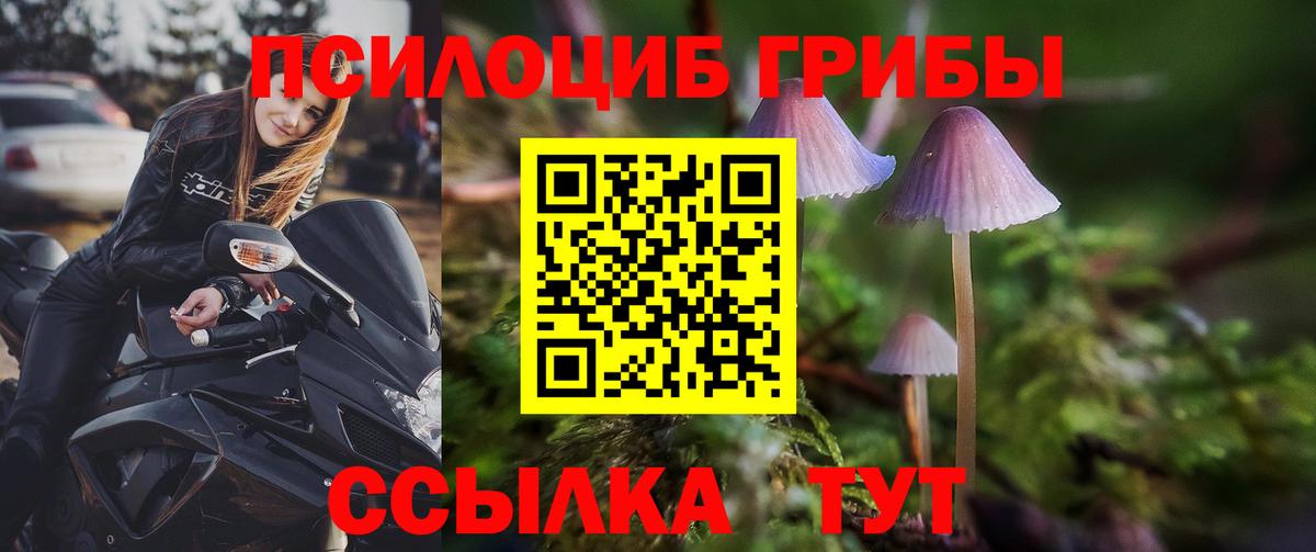 Псилоцибиновые грибы Psilocybe Таганрог